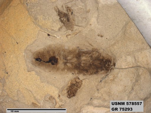 Genus sp