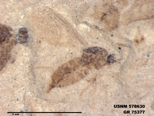 Genus sp