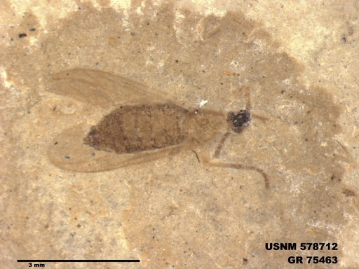 Insecta