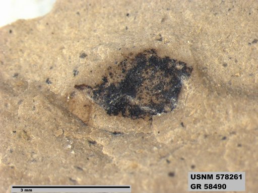 Insecta