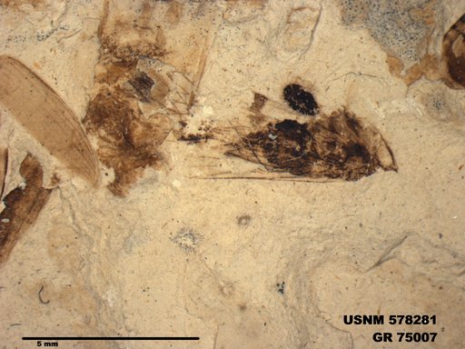 Genus sp