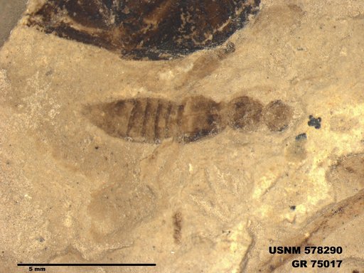 Genus sp