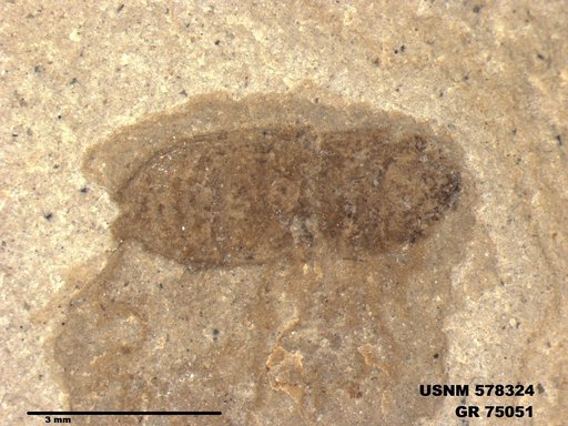 Insecta