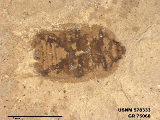 Insecta
