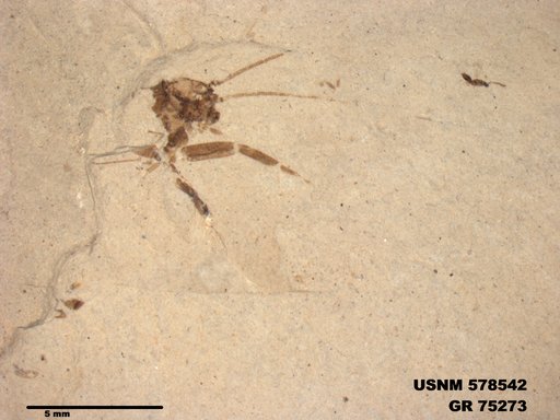 Genus sp