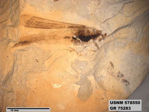 Eoerianthus eocaenicus