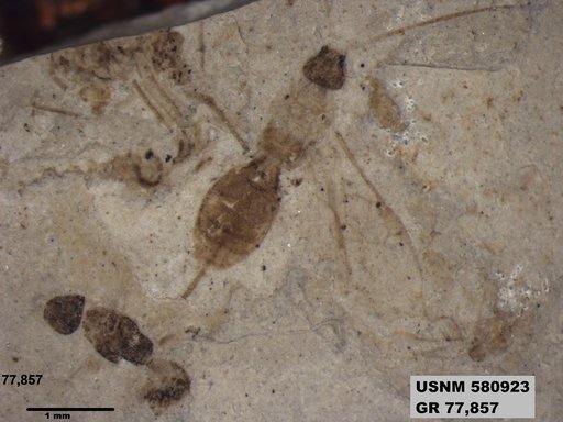 Genus sp