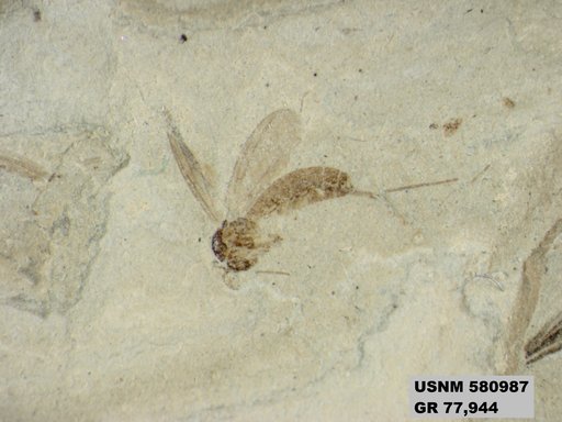 Insecta