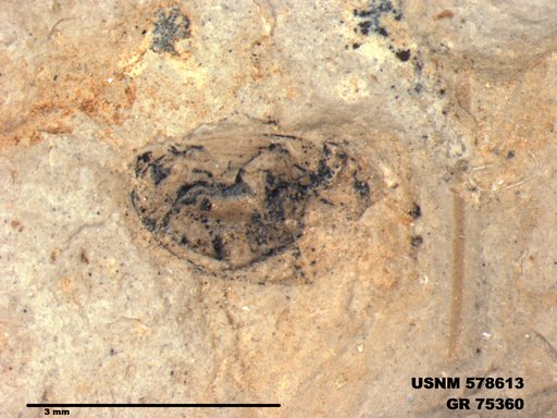 Insecta