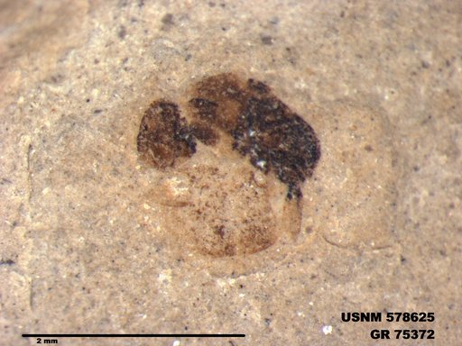 Insecta