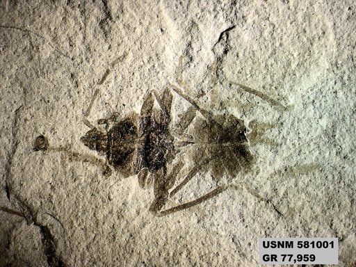 Genus sp