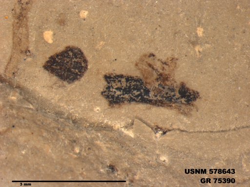 Genus sp