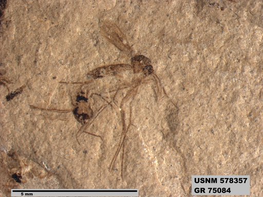 Genus sp