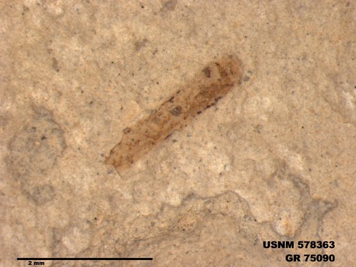 Genus sp
