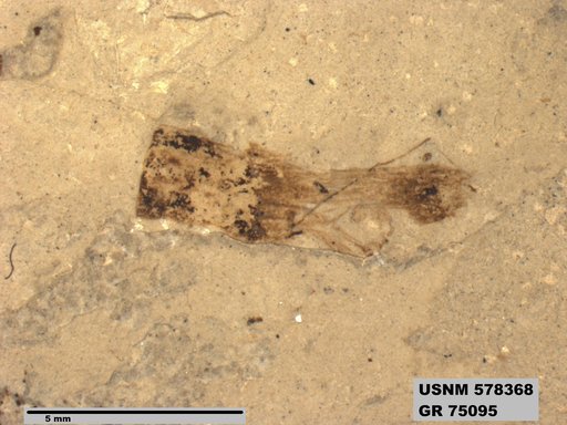 Insecta