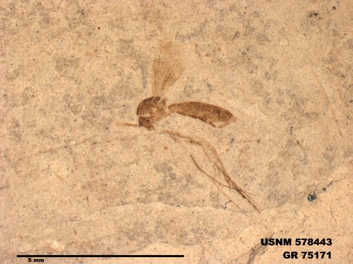 Genus sp