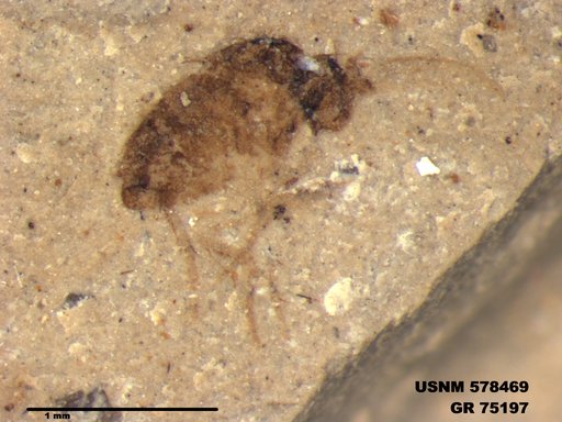 Genus sp