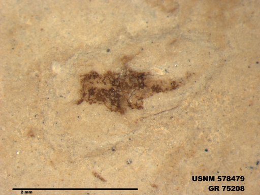 Genus sp