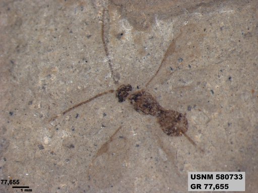 Genus sp