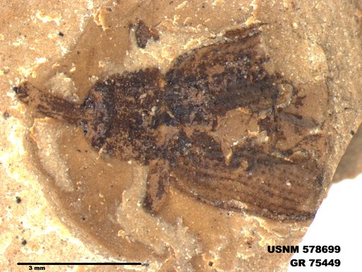 Insecta
