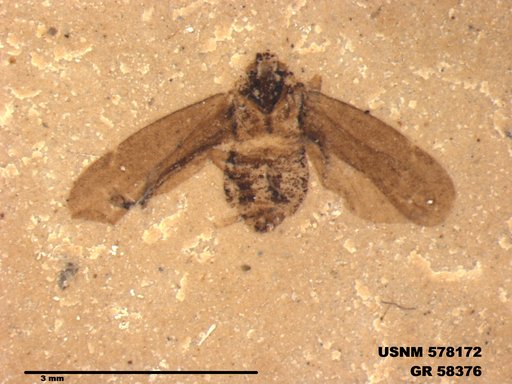 Genus sp