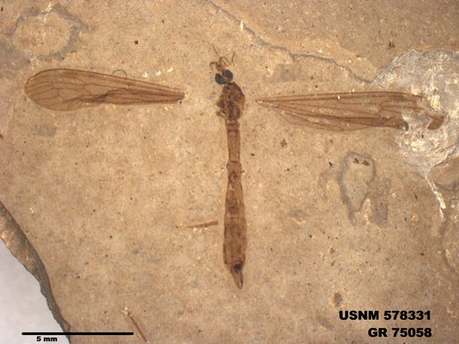 Genus sp