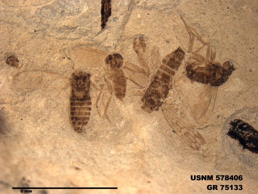 Genus sp