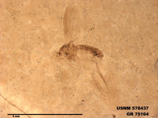 Genus sp