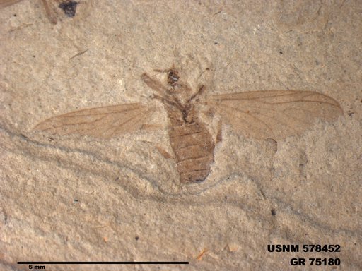 Genus sp