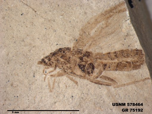 Insecta
