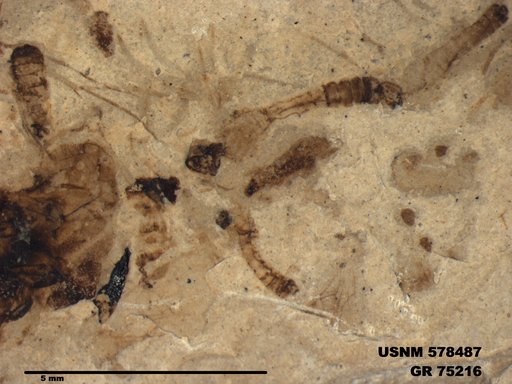 Genus sp