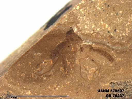 Genus sp