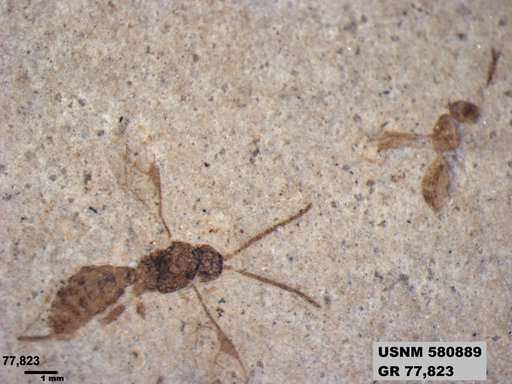 Genus sp