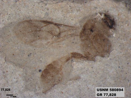 Ichneumonidae