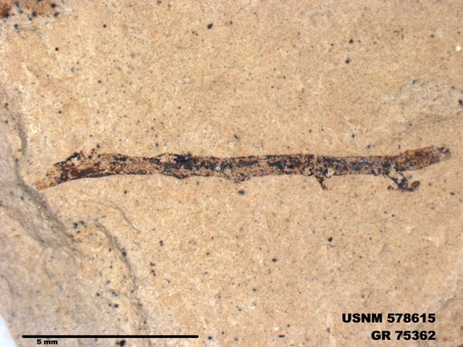 Insecta
