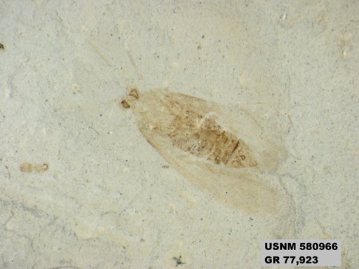 Insecta