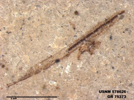 Genus sp