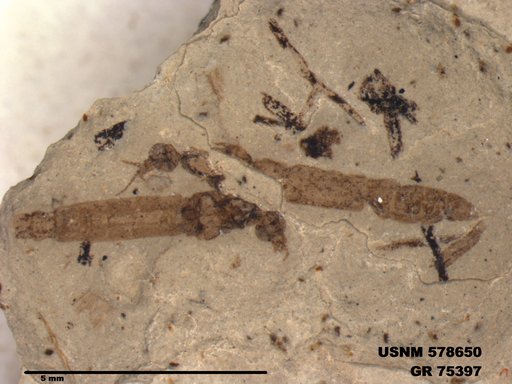 Genus sp