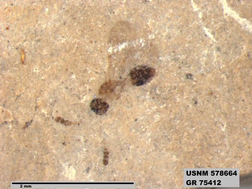Genus sp