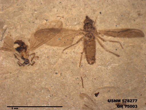 Genus sp