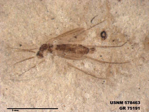 Genus sp