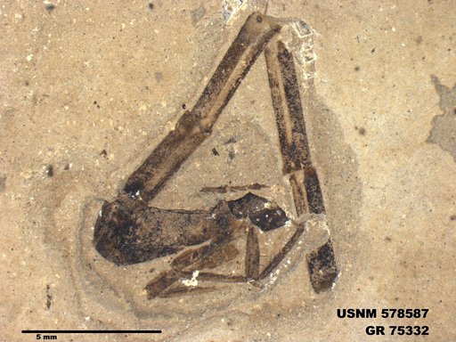 Insecta