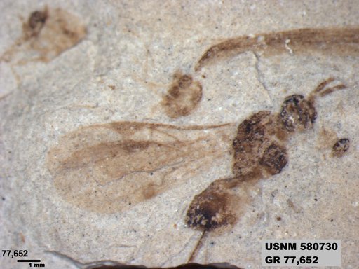 Genus sp