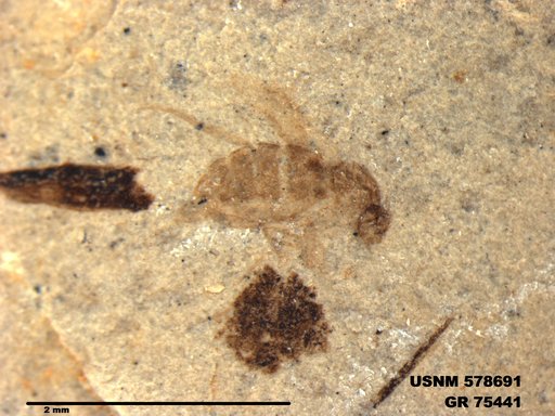 Insecta