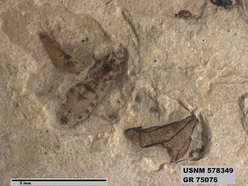 Genus sp