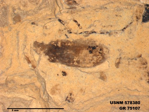 Genus sp