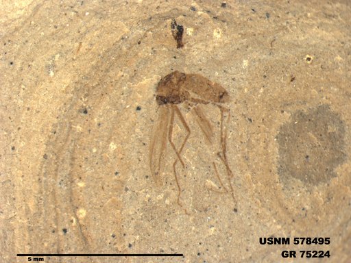 Genus sp