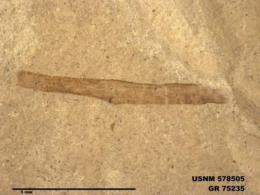 Insecta