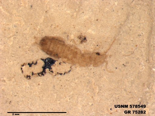 Insecta