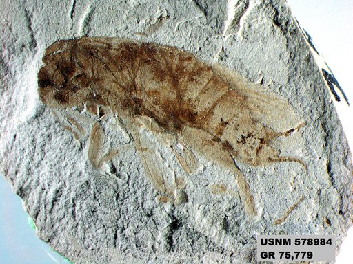 Genus sp